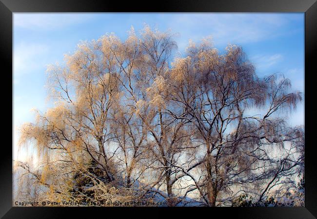 Snow Dusted Trees Framed Print by Peter Yardley