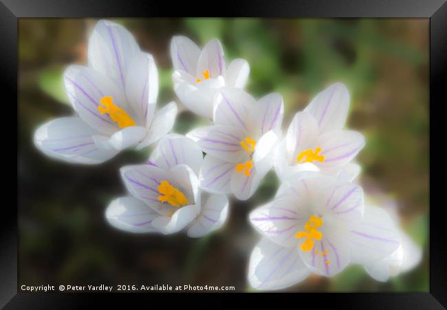 Spring Crocuses Framed Print by Peter Yardley