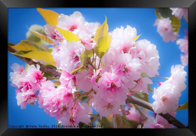 Cherry Blossom Framed Print by Peter Yardley