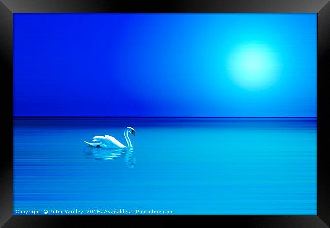 Sunlit Swan #2 Framed Print by Peter Yardley