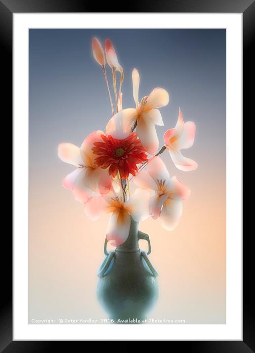 Flowers in Vase #1 Framed Mounted Print by Peter Yardley
