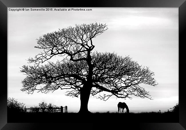  silhouette of tree and horse  Framed Print by Ian Somerville