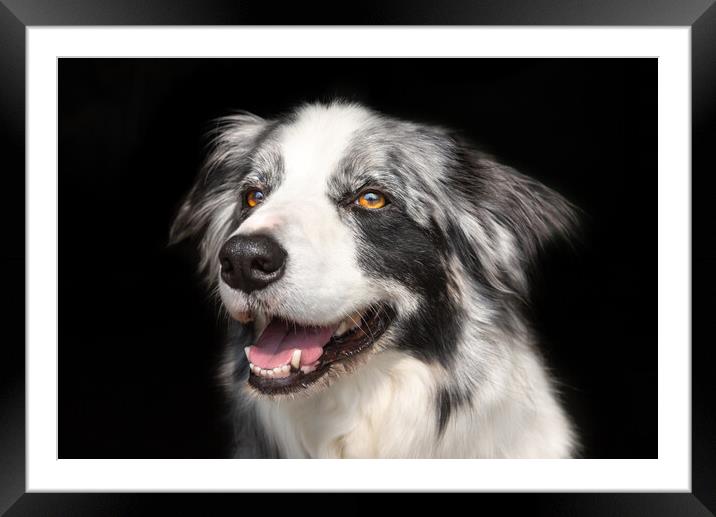 Beautiful Blue Merle Border Collie Framed Mounted Print by Andrew Kearton