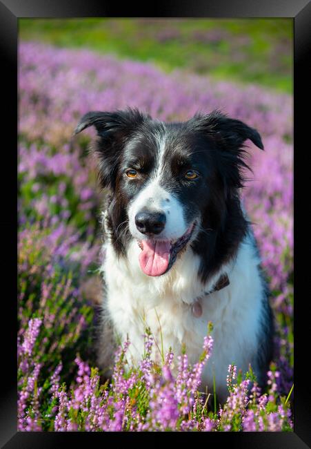 Border Collie in summer heather Framed Print by Andrew Kearton