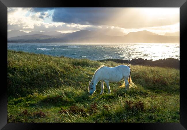 Wild pony on Llanddwyn Island, Anglesey, Wales Framed Print by Andrew Kearton
