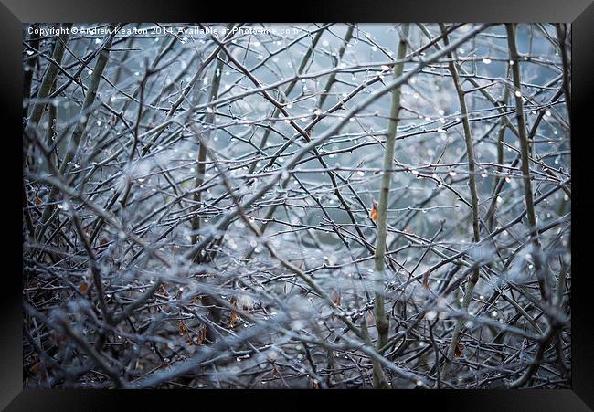 Frosty Hawthorn hedge Framed Print by Andrew Kearton