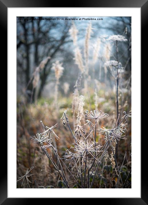  Frosted wildflower stems Framed Mounted Print by Andrew Kearton