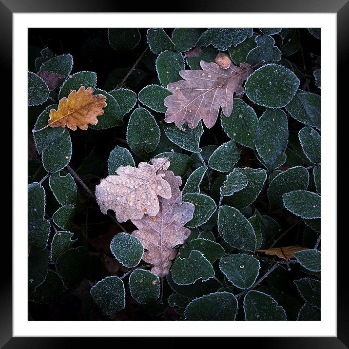  Frosted leaf edges Framed Mounted Print by Andrew Kearton