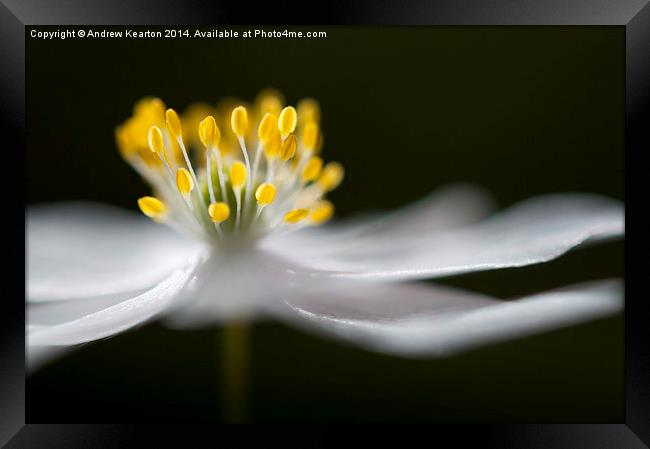  Pure white Wood Anemone  Framed Print by Andrew Kearton