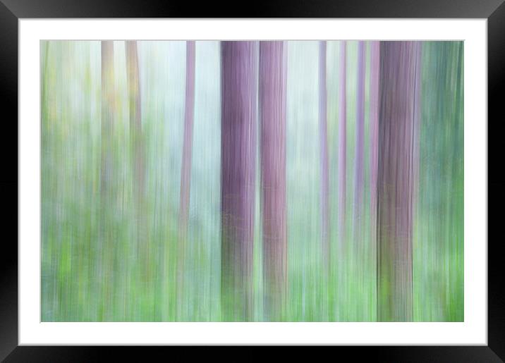  Colours of the Pine forest Framed Mounted Print by Andrew Kearton