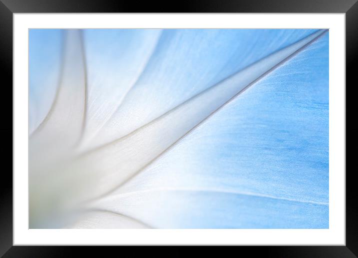 Stylish lines in a morning glory flower Framed Mounted Print by Andrew Kearton