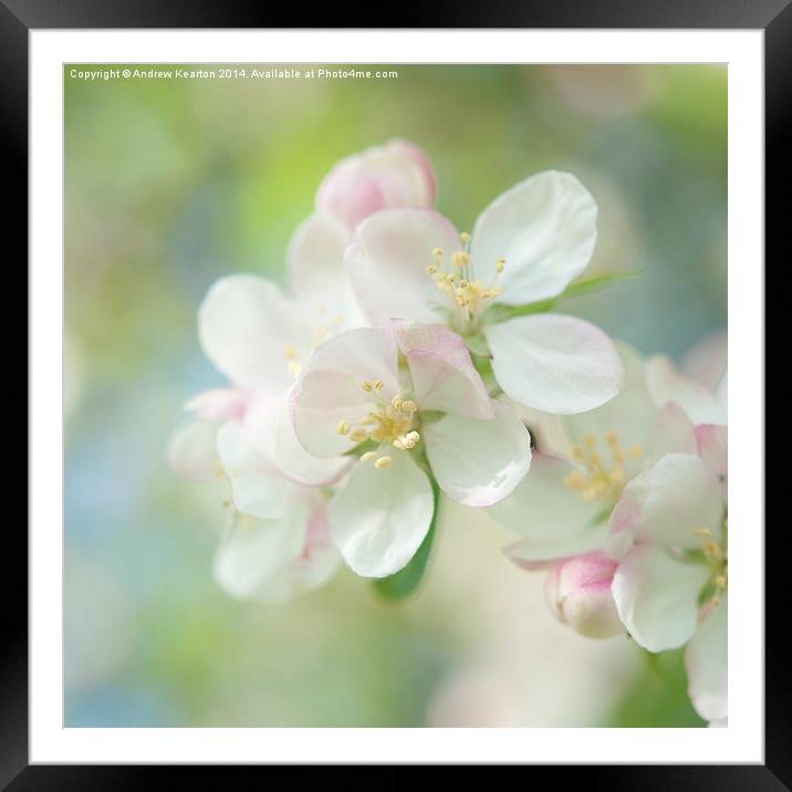  Light and Springy, Apple Blossom Framed Mounted Print by Andrew Kearton