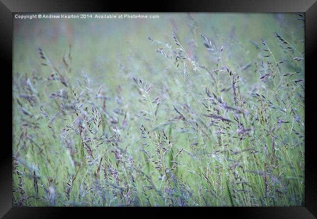  Summer meadow grasses Framed Print by Andrew Kearton