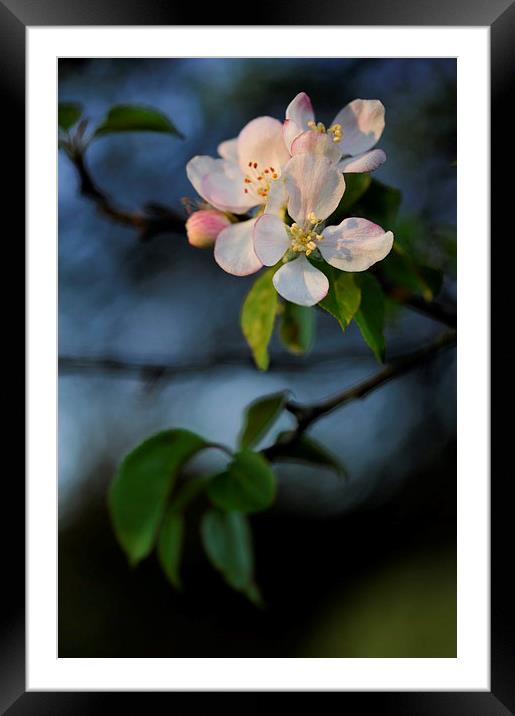  Apple blossom in spring sunlight Framed Mounted Print by Andrew Kearton