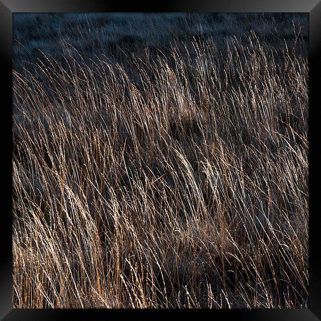  Moorland grass abstract Framed Print by Andrew Kearton