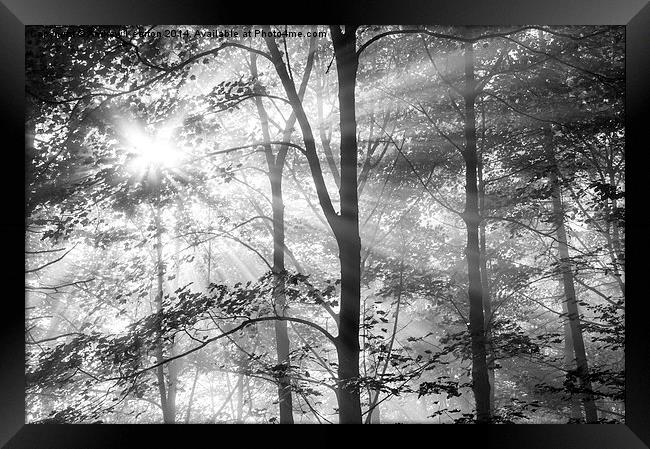  Sunbeams in the woods Framed Print by Andrew Kearton