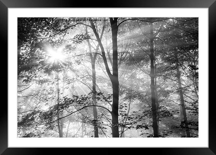  Sunbeams in the woods Framed Mounted Print by Andrew Kearton