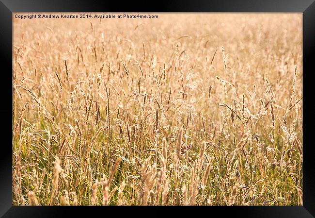 Golden meadow grasses Framed Print by Andrew Kearton