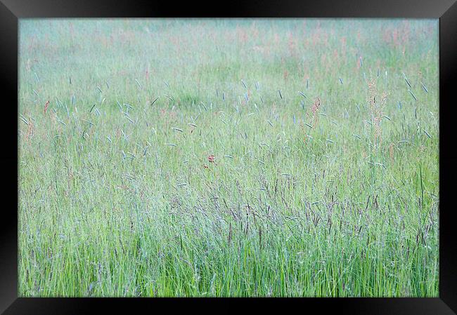  Summer meadow grass abstract Framed Print by Andrew Kearton