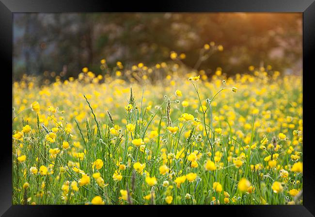  Buttercups on an English summer evening Framed Print by Andrew Kearton