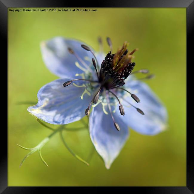  Pale blue, Love in a mist Framed Print by Andrew Kearton