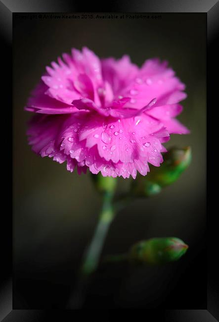  A pink Dianthus flower with raindrops Framed Print by Andrew Kearton