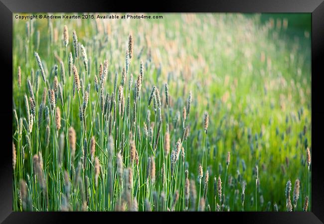  June meadow grasses Framed Print by Andrew Kearton