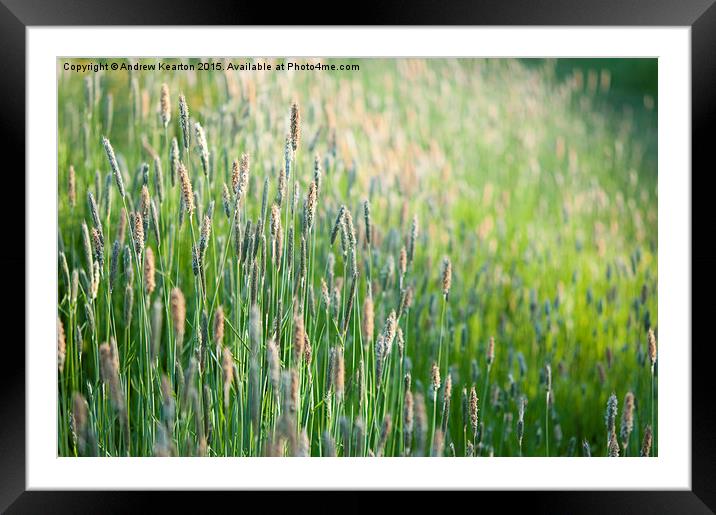  June meadow grasses Framed Mounted Print by Andrew Kearton