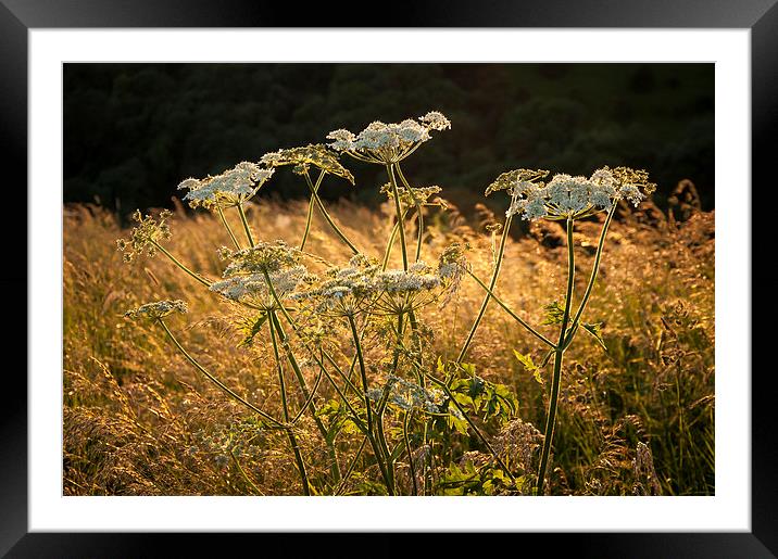  Summer wildflowers and golden grasses Framed Mounted Print by Andrew Kearton