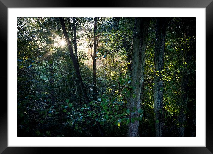  Sunlight in the green woods Framed Mounted Print by Andrew Kearton