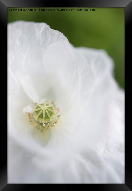  Soft white, papery petals Framed Print by Andrew Kearton