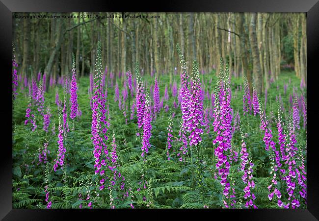  Wild Foxgloves in summer forest Framed Print by Andrew Kearton