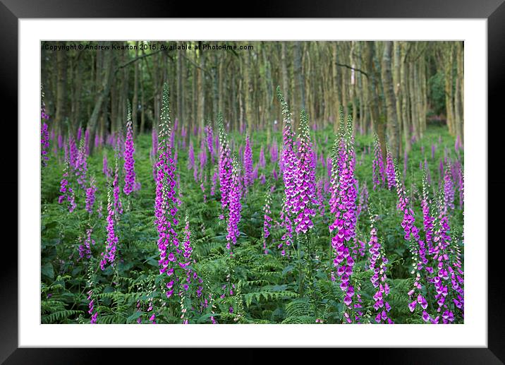 Wild Foxgloves in summer forest Framed Mounted Print by Andrew Kearton
