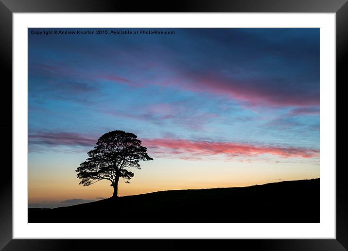  Lone Sycamore at sunset Framed Mounted Print by Andrew Kearton