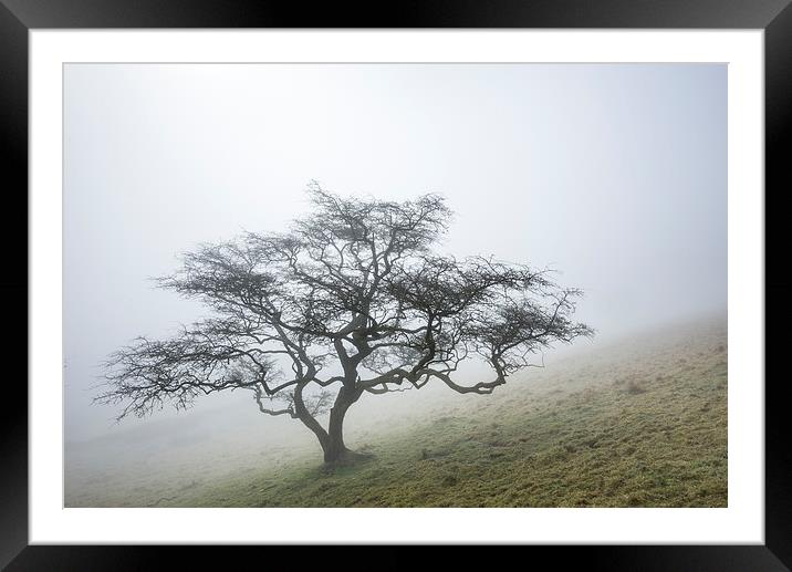  A lone Hawthorn on a misty hillside Framed Mounted Print by Andrew Kearton