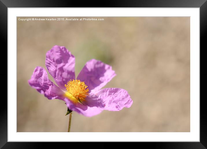  Crinkly pink Cistus Framed Mounted Print by Andrew Kearton
