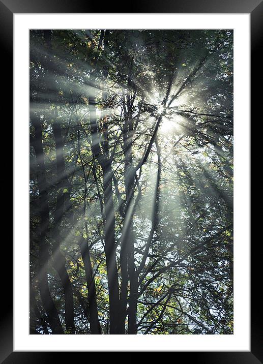 Forest sunbeams on an autumn morning Framed Mounted Print by Andrew Kearton