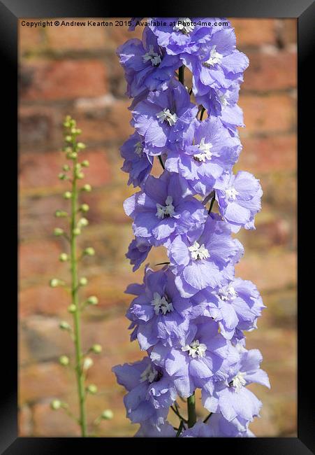  Delightful Delphinium against an old brick wall Framed Print by Andrew Kearton
