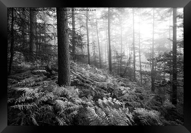  Atmospheric morning in a forest in the Peak Distr Framed Print by Andrew Kearton