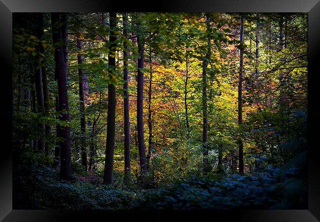 Autumn colour in the dark forest Framed Print by Andrew Kearton
