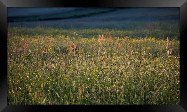  Low sunlight on a summer meadow Framed Print by Andrew Kearton