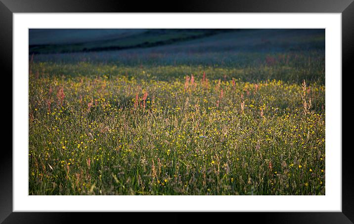  Low sunlight on a summer meadow Framed Mounted Print by Andrew Kearton