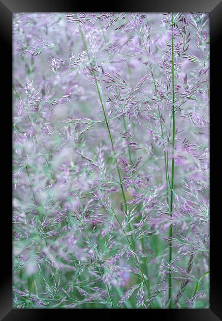 Purple and green summer grasses Framed Print by Andrew Kearton