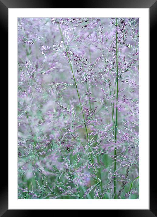 Purple and green summer grasses Framed Mounted Print by Andrew Kearton