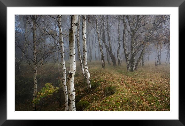  Silver Birch woodland in autumn mist Framed Mounted Print by Andrew Kearton