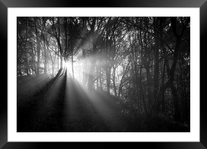  Light in the dark woods Framed Mounted Print by Andrew Kearton