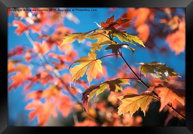  Vivid autumn colour on a sunny morning Framed Print by Andrew Kearton