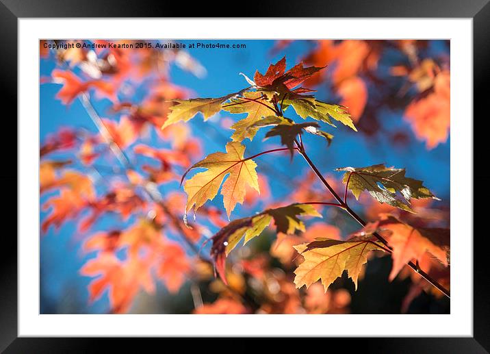  Vivid autumn colour on a sunny morning Framed Mounted Print by Andrew Kearton