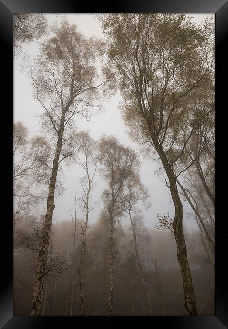 Tall trees in Autumn mist at dusk Framed Print by Andrew Kearton