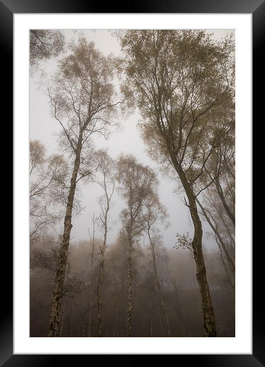  Tall trees in Autumn mist at dusk Framed Mounted Print by Andrew Kearton